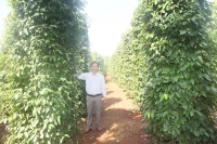 Cây trụ tiêu tam thất